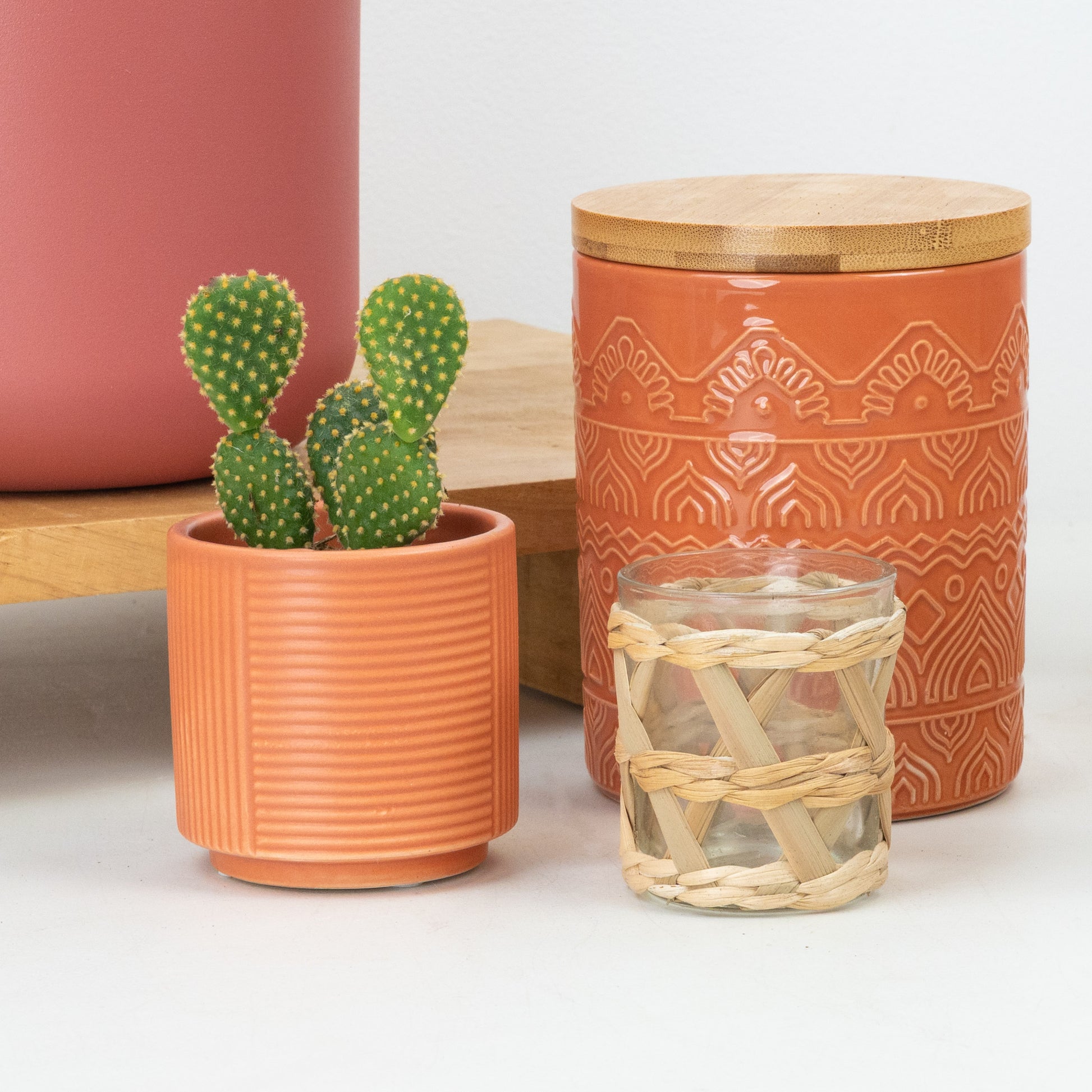 Bunny Ears Cactus | Pallida