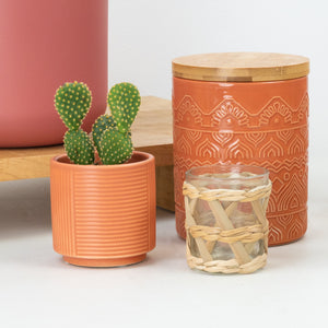 Bunny Ears Cactus | Pallida - Indoor Plant