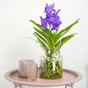 Vanda Orchid | Blue