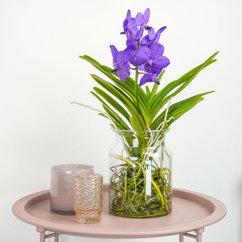 Vanda Orchid | Blue