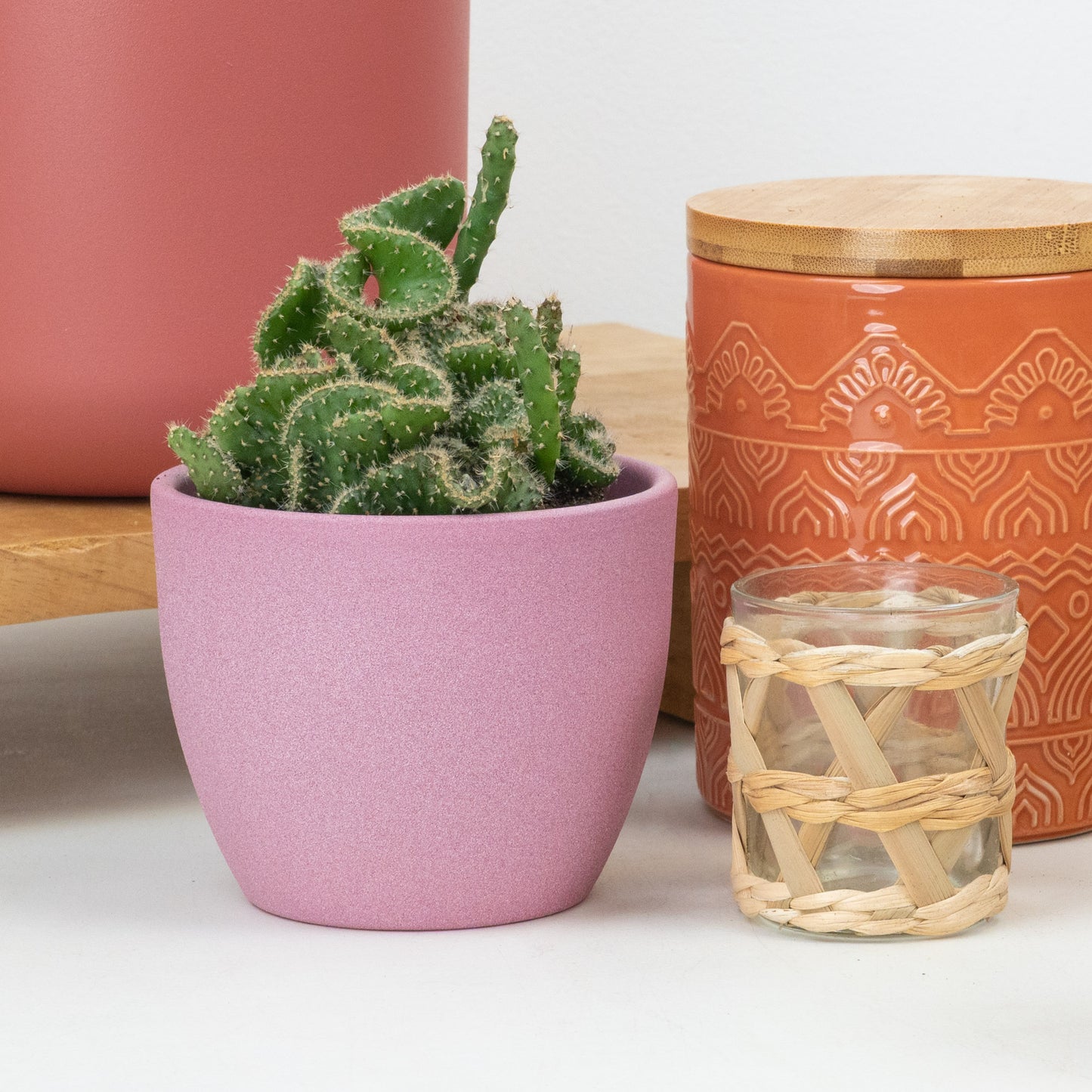 Brain Cactus | Coral