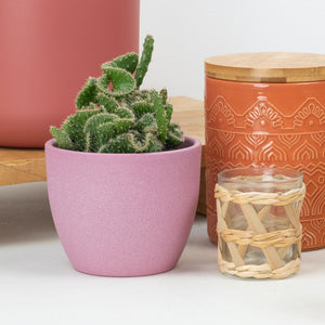 Brain Cactus | Coral - Indoor Plant