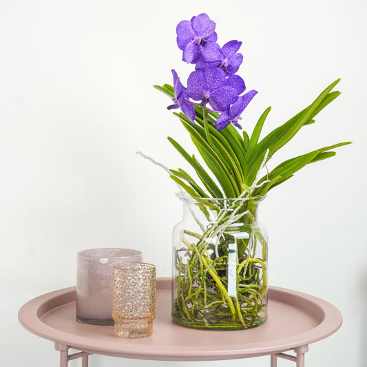 Vanda Orchid | Blue | Potted Houseplants