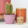 Golden Torch Cactus