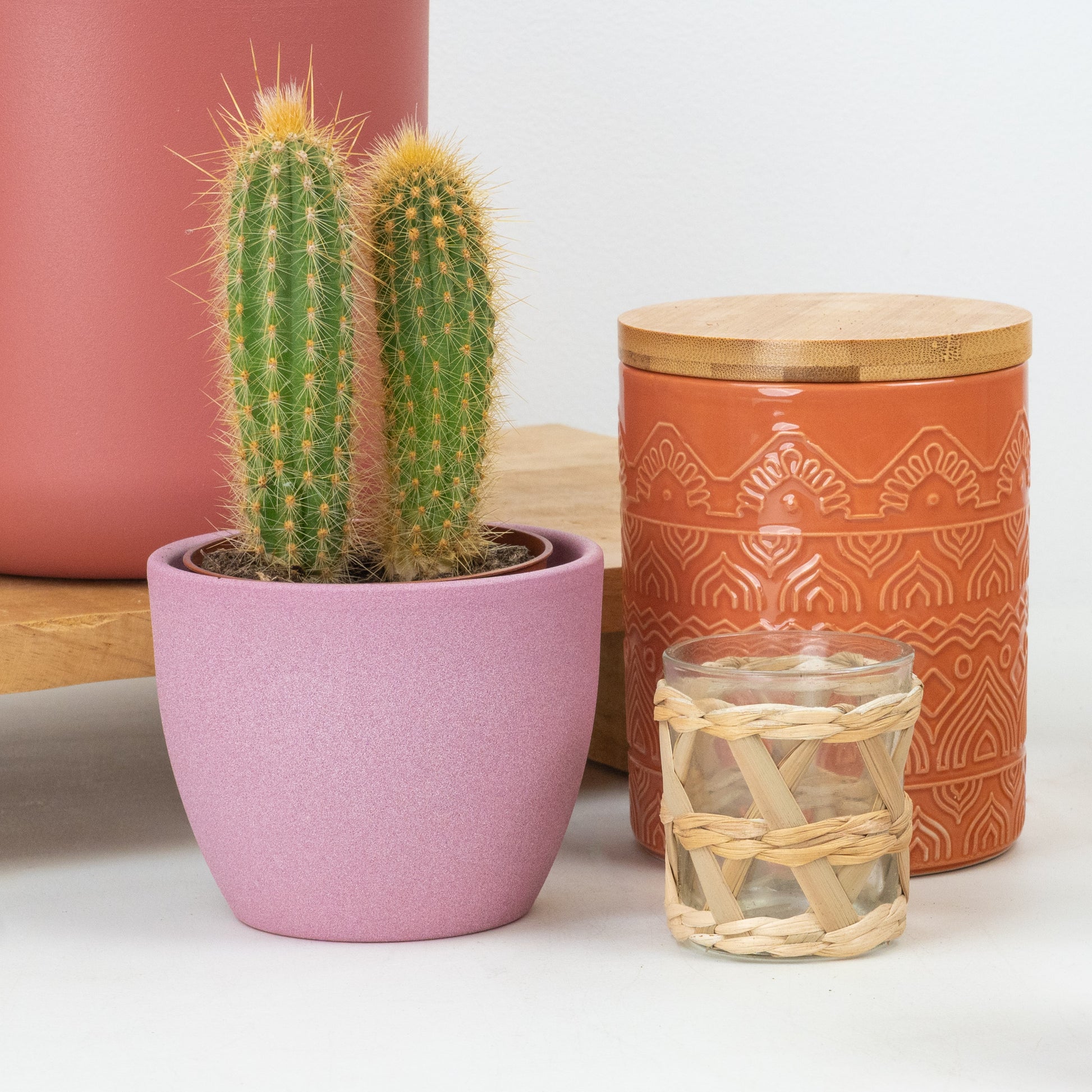 Golden Torch Cactus