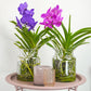 Vanda Orchid | Maroon