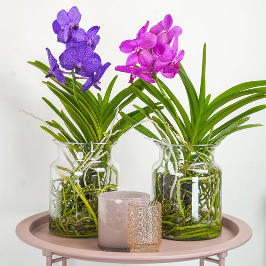 Vanda Orchid | Maroon | Potted Houseplants
