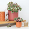 Strawberry Begonia | Albo | Mother Of Thousands | Hard To Find