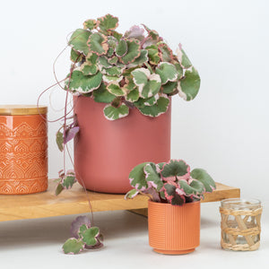 Strawberry Begonia | Albo | Mother Of Thousands | Hard To Find - Indoor Plant