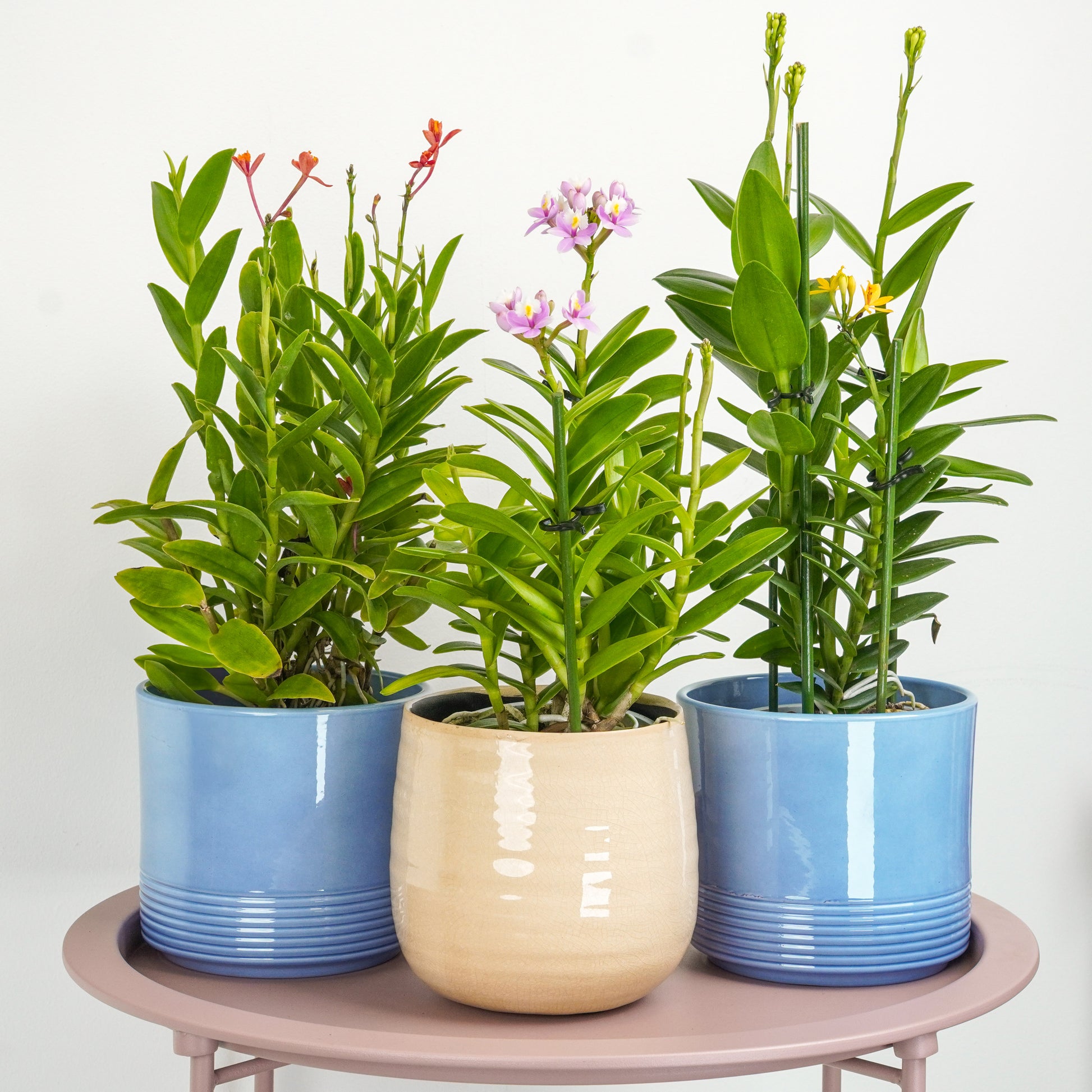 Epidendrum Ibaguense | Surprise Colour