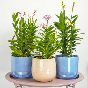 Epidendrum Ibaguense Orchid | Surprise Colour - Indoor Plant