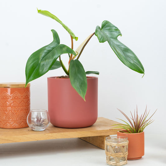 Philodendron Florida Green | Climbing & Vine Plants