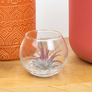 Air Plant | Mini Bowl Terrarium - Indoor Plant