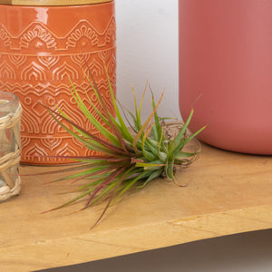 Air Plant | Rainforest Red - Indoor Plant