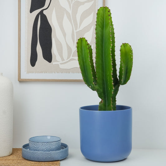 Candelabra Tree Cactus | Indoor Cactus Plants