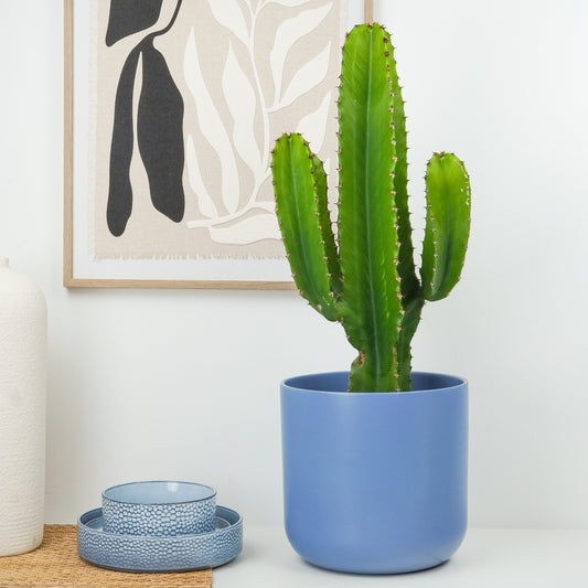 Candelabra Tree Cactus | 