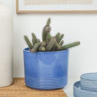Corn Cob Cactus | Hard To Find