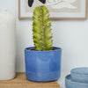 Variegated Candelabra Tree | Rare Plant | Hard To Find