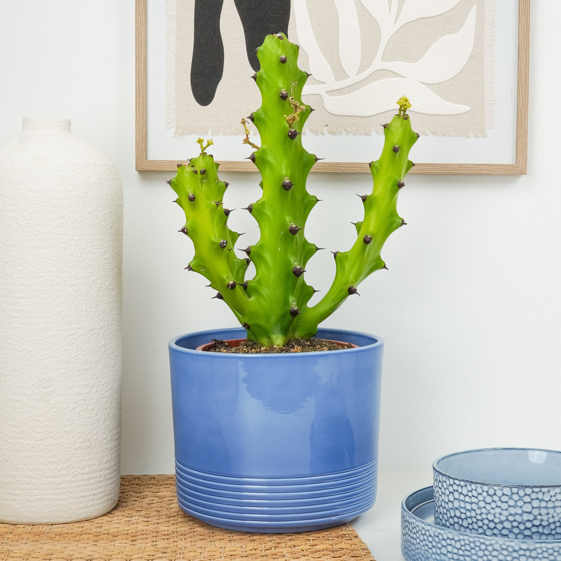 Spurge Cactus