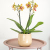 Phalaenopsis Orchid | Grazia