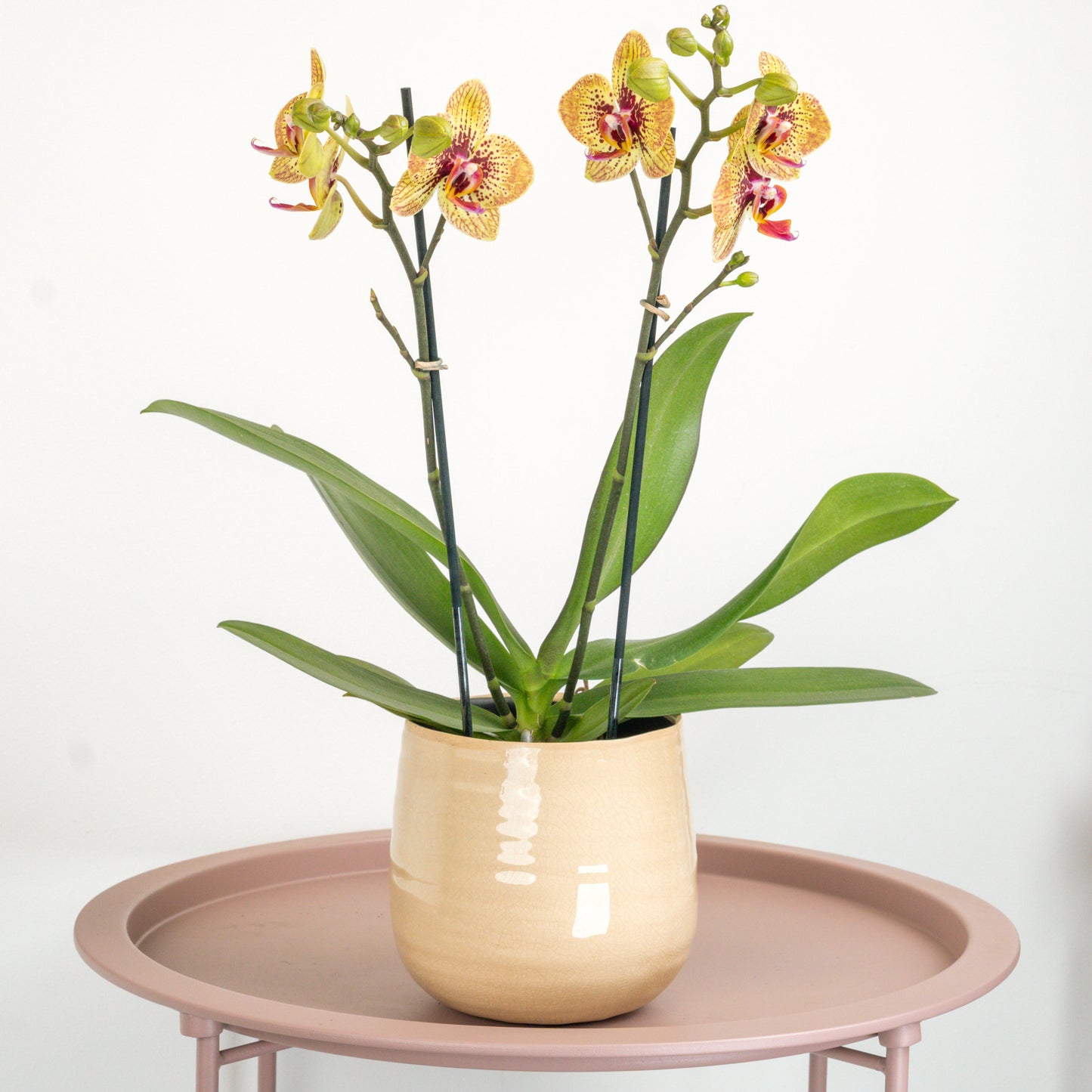 Phalaenopsis Orchid | Grazia