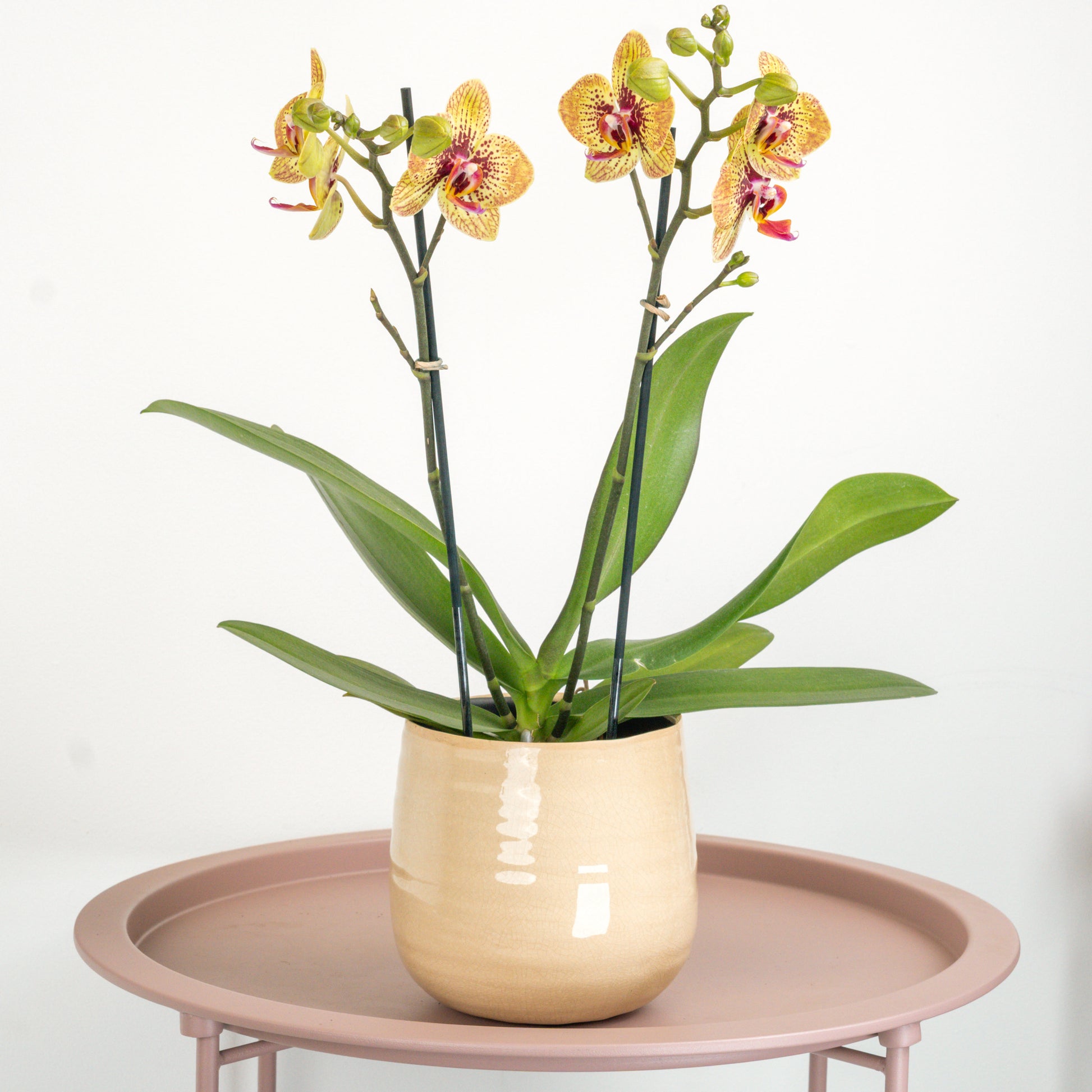 Phalaenopsis Orchid | Grazia