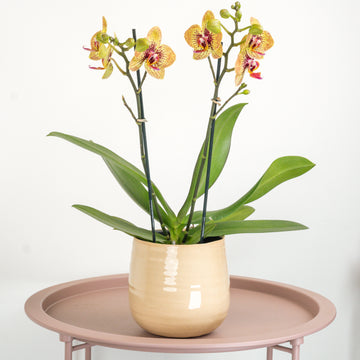 Phalaenopsis Orchid | Grazia