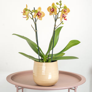 Phalaenopsis Orchid | Grazia - Indoor Plant