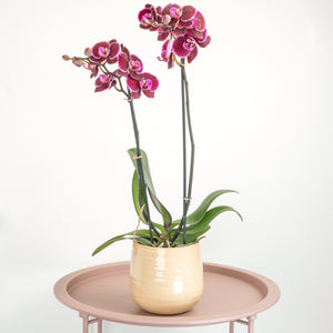 Phalaenopsis Orchid | Montpellier - Indoor Plant