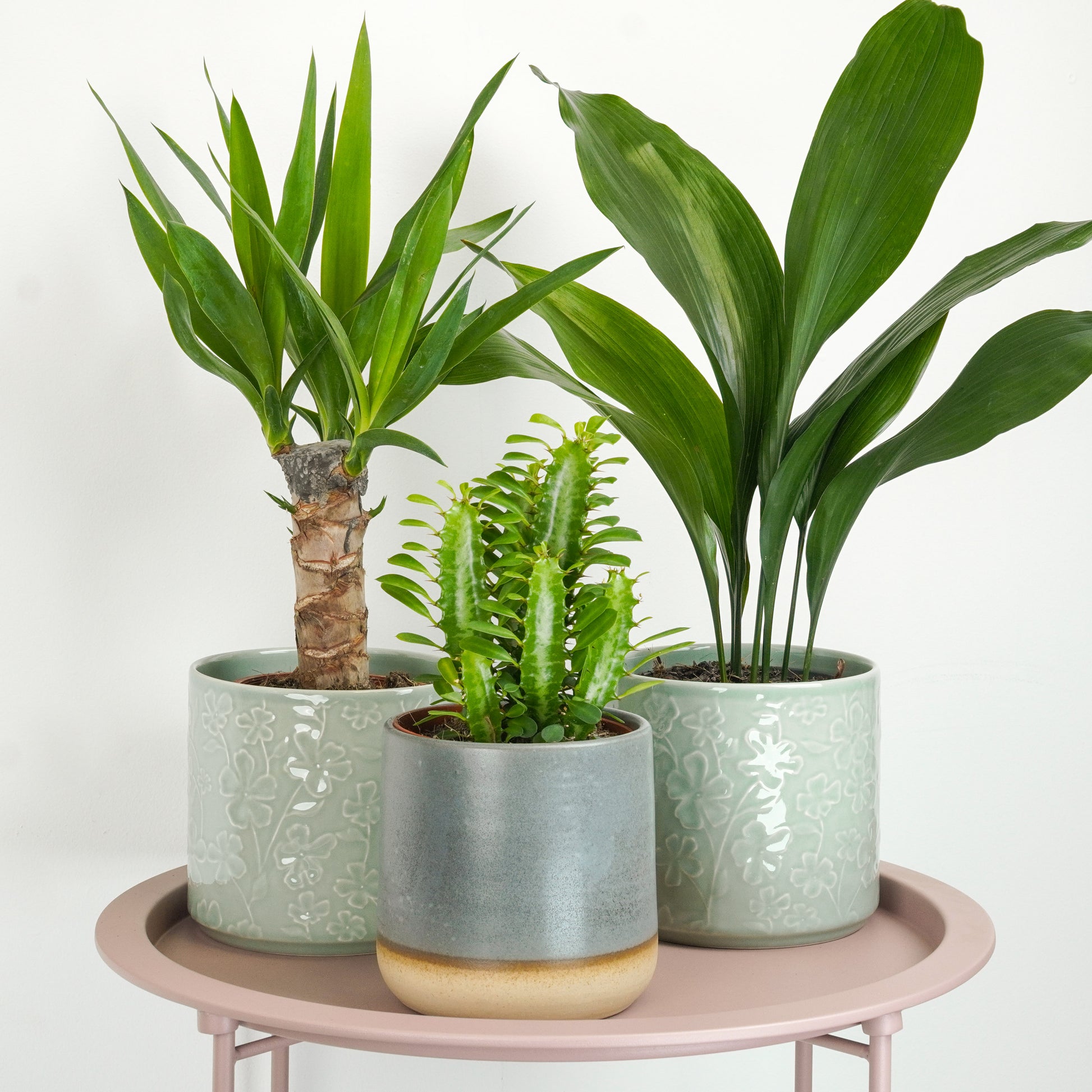 Reset Your Space | Plant Bundle