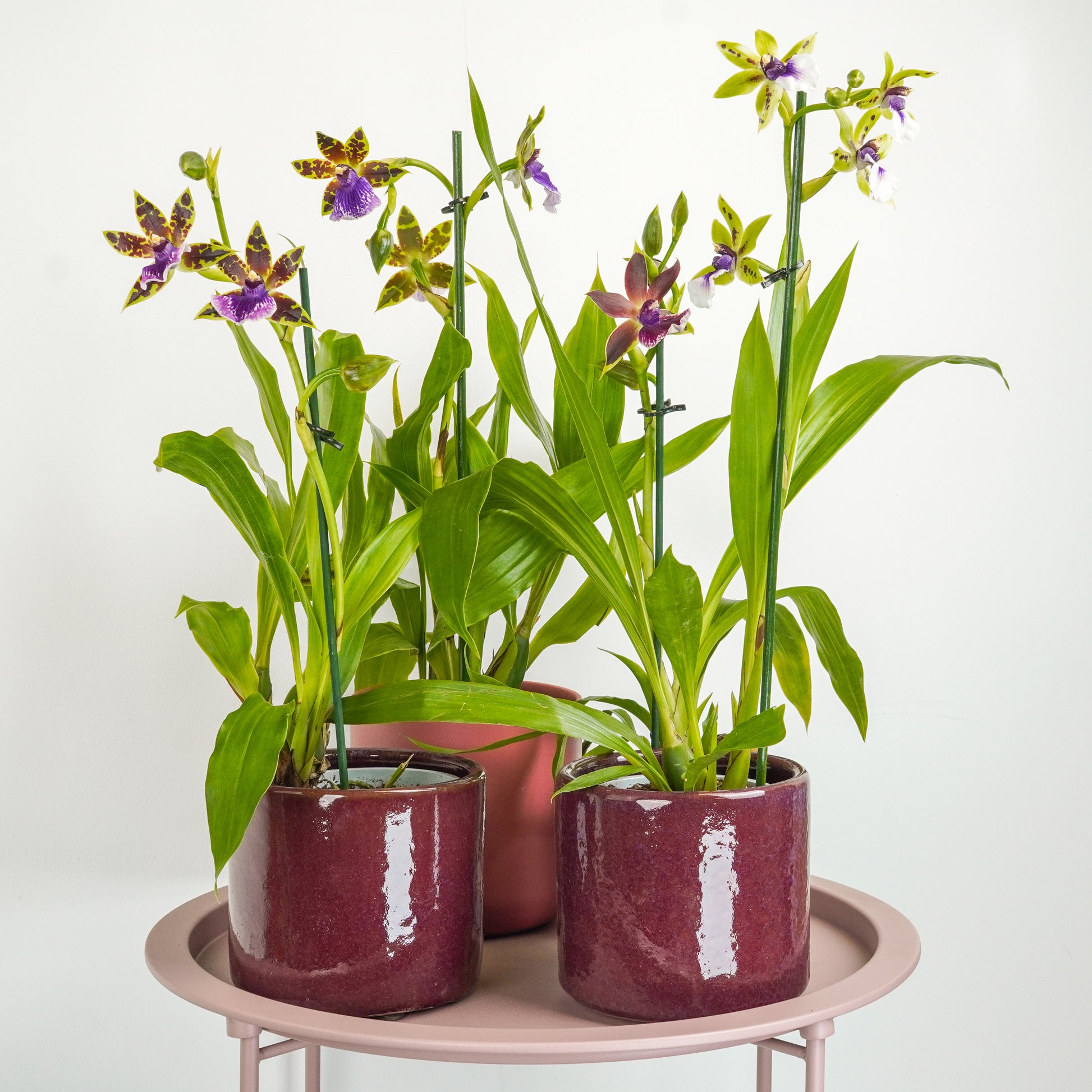 Zygopetalum