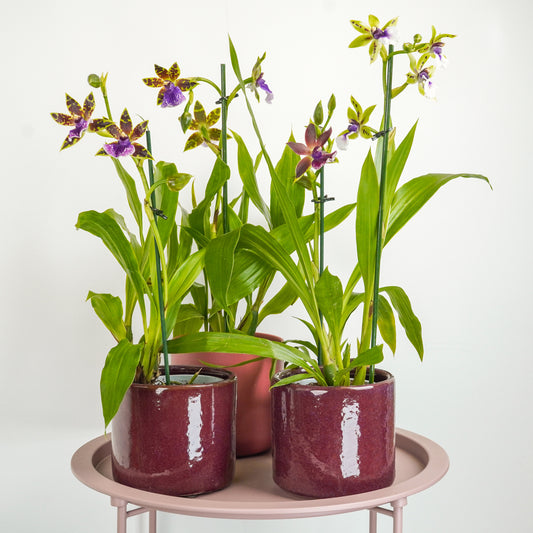 Zygopetalum Orchid | Blue Surprise | 