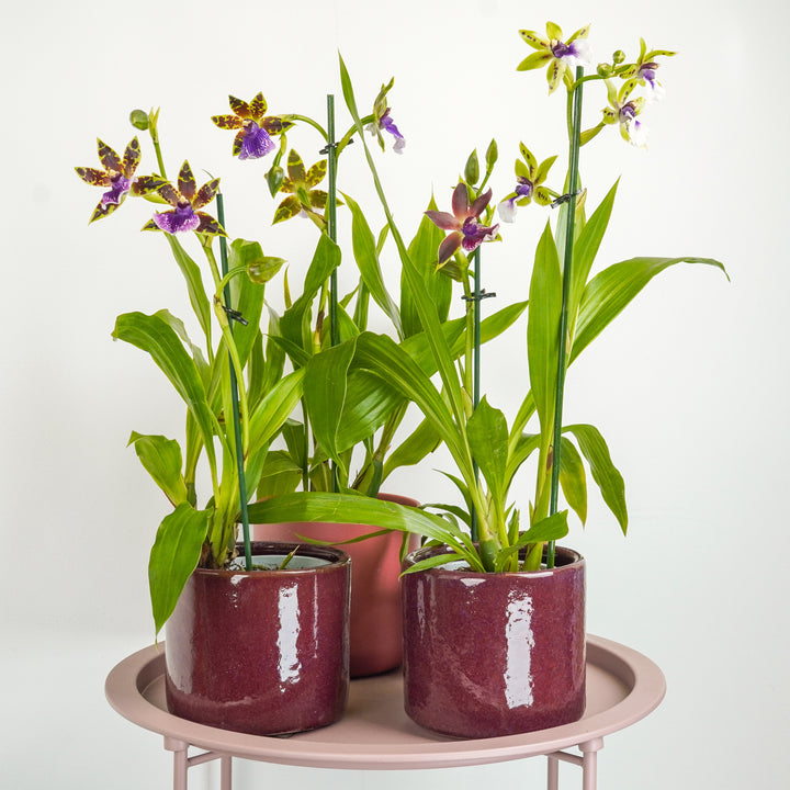 Zygopetalum Orchid | Blue Surprise