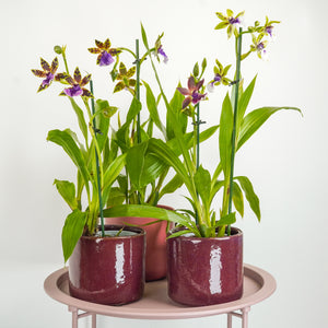 Zygopetalum Orchid | Blue Surprise - Indoor Plant