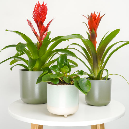 Celestial Harmony | Plant Bundle | 