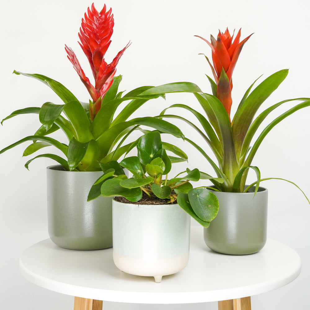 Indoor Celestial Harmony | Plant Bundle | 3 X PLANTS | 3 X POTS | Indoor Plant Bundle
