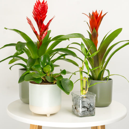 Regal Bloom & Bamboo | Plant Bundle | 