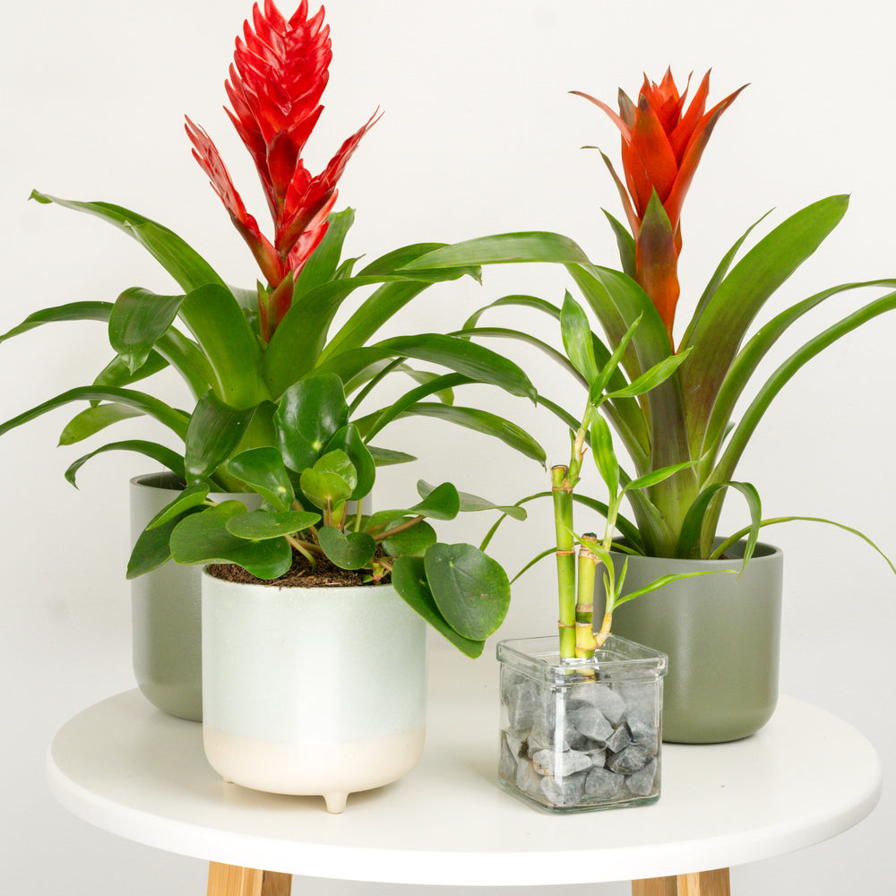 Indoor Regal Bloom & Bamboo | Plant Bundle | 4 X PLANTS | 4 X POTS | Indoor Plant Bundle