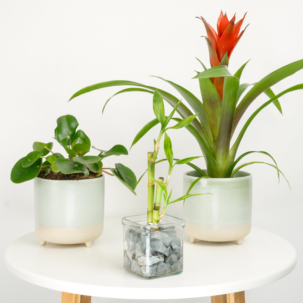 Indoor Happiness & Prosperity | Plant Bundle | 3 X PLANTS | 3 X POTS | Indoor Plant Bundle