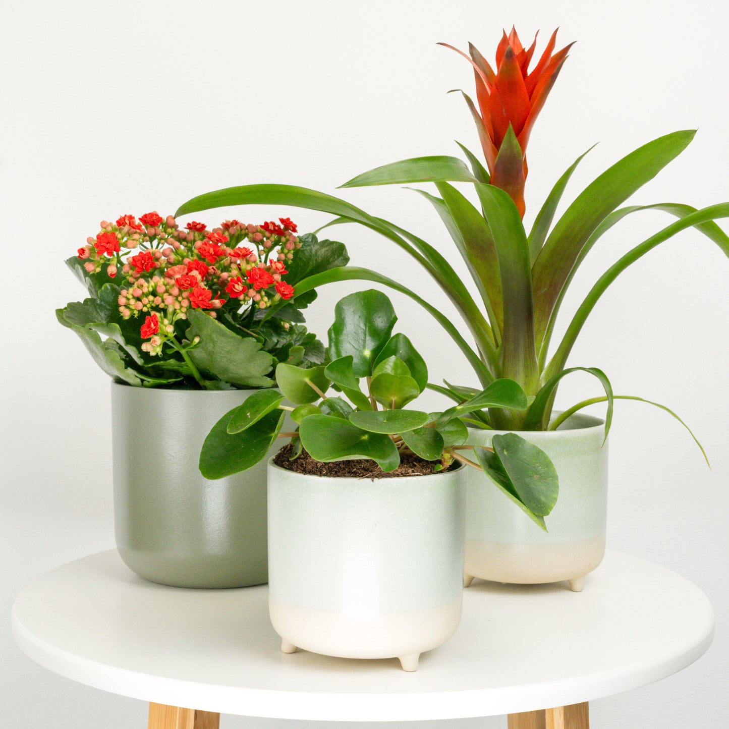 Year Of Abundance | Plant Bundle