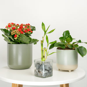 Auspicious Aura | Plant Bundle - Indoor Plant