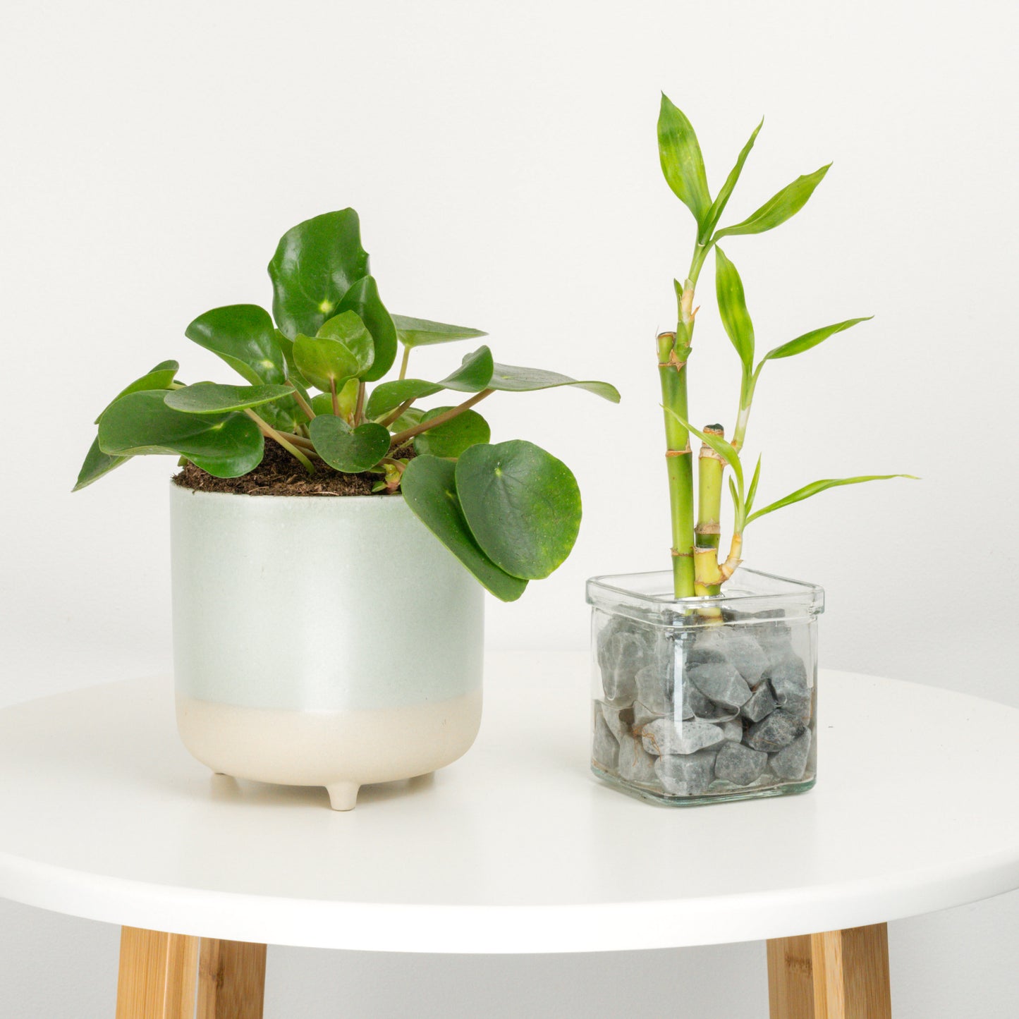 Lunar Renewal | Plant Bundle