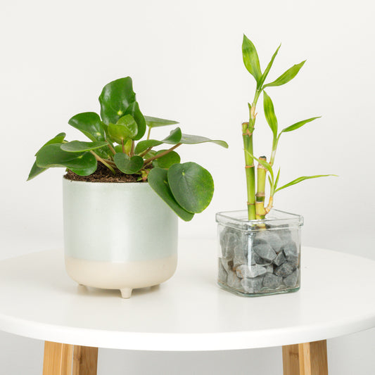 Lunar Renewal | Plant Bundle | Air Purifying Plants