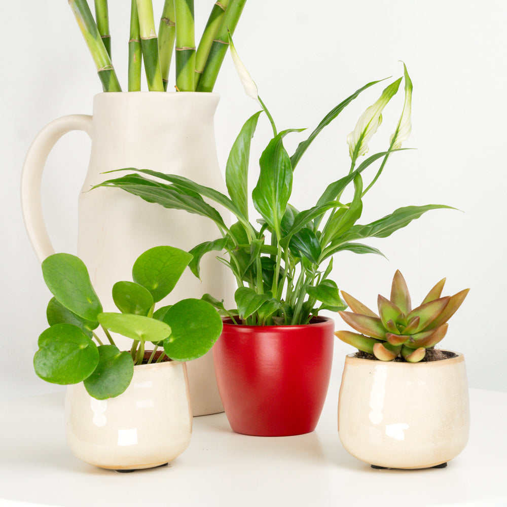 Indoor Harmony Brings Wealth | Plant Bundle | 3 X PLANTS | 3 X POTS | Indoor Plant Bundle