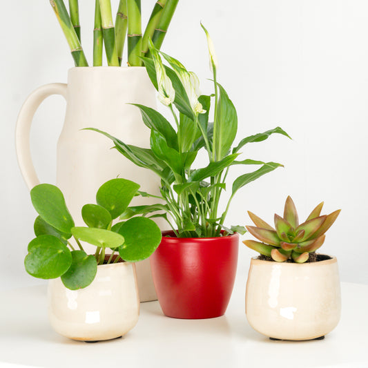 Harmony Brings Wealth | Plant Bundle | Potted Houseplants