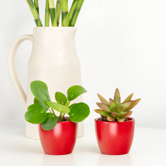 Imperial Harmony | Plant Bundle | Indoor Plants On Sale