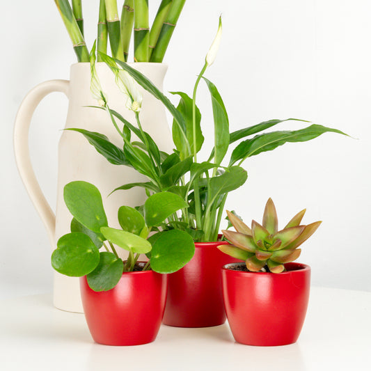 Garden Of Good Fortune | Plant Bundle | Indoor Plants On Sale