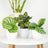 Calatheas & Ctenanthe