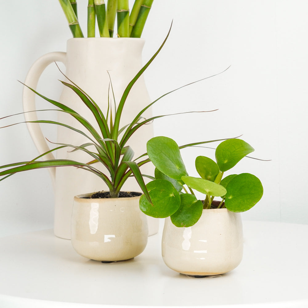 Indoor Eternal Jade | Plant Bundle | 2 X PLANTS | 2 X POTS | Indoor Plant Bundle