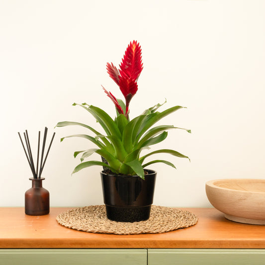 Vriesea Flaming Sword | Red | Large Leaf Plants
